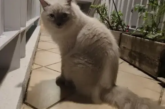 Lost Ragdoll Cat Found in Telok Kurau