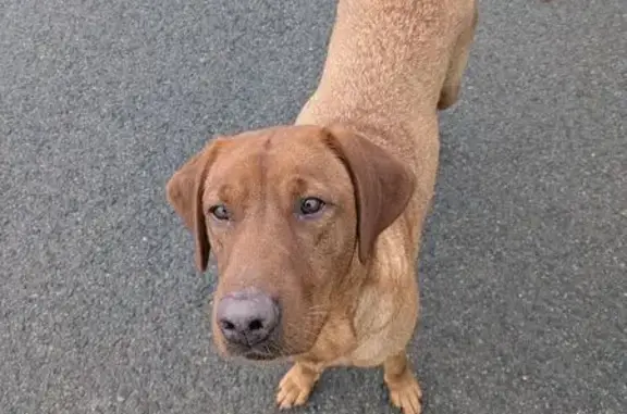 Animaux trouvés , photo: Chienne errante trouvée à Noyelles-sur-Mer