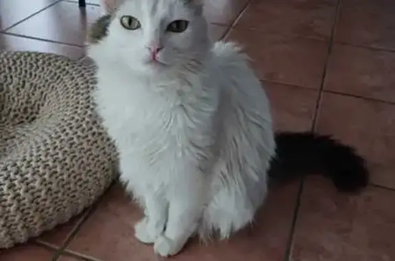 Chat perdu, L'Union, photo: Chat européen blanc/gris perdu à L'Union