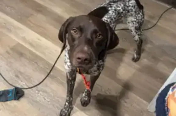 Lost German Pointer: Brown & White, Hunlock