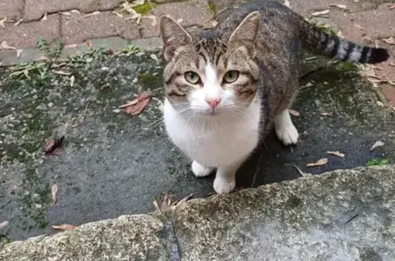 Chat trouvé Guîtres, photo: Chat trouvé à Guitres, très affectueux