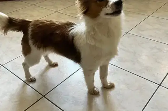 Jeune chienne marron et blanche trouvée - photo