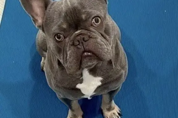 Help Find Missing Gray Frenchie!