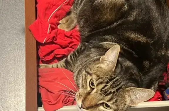 Lost Tabby Cat: Help Find Sania!