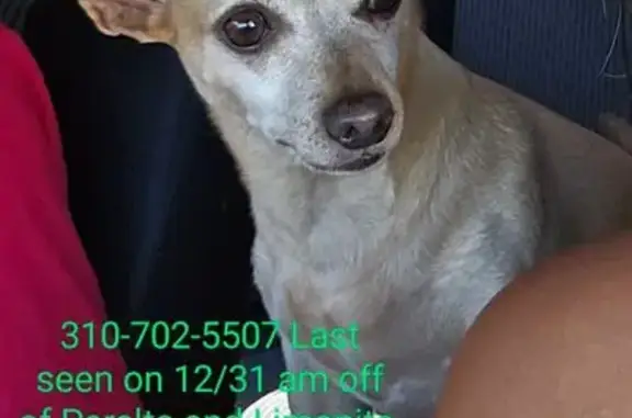 Lost Brown Chihuahua Mix in Jurupa Valley