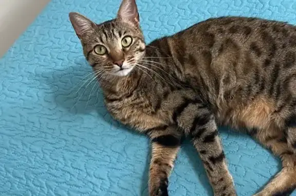 Missing Bengal Cat: Beth in Orlando