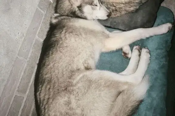 Husky blanc/cuivre perdu à St-Georges-de-la-Couée - photo