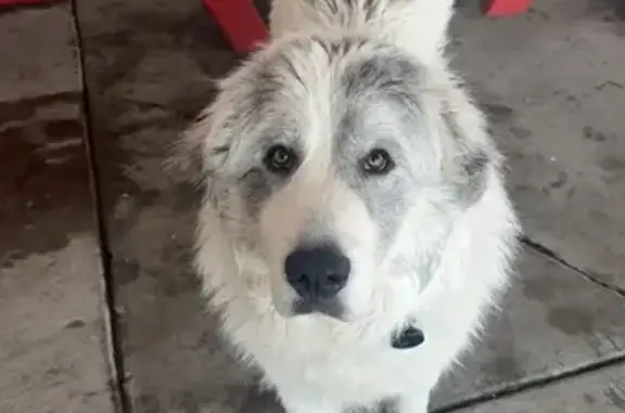 Lost Great Pyrenees: Beau Near Jordan River