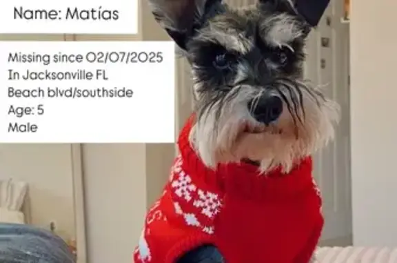 Lost Schnauzer: Red Collar, Jacksonville