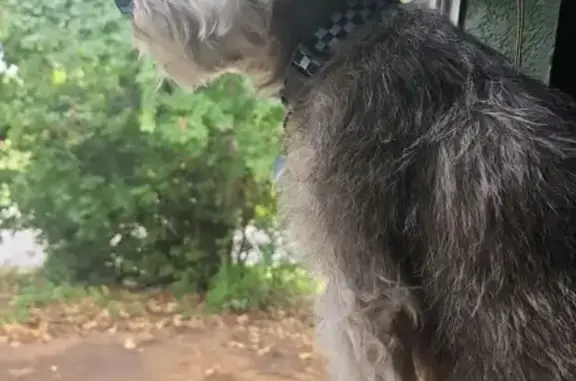 My dog is a miniature schnauzer he is friendly his name is blue he should be wearing  a checkerd collar blue and black his name is blue his hair color is grey with some white spot (salt and pepper)