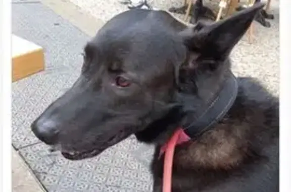 Animaux perdus Auriol, photo: Chien loup noir disparu à Auriol