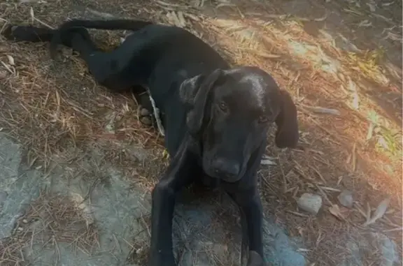 Chien perdu : labrador/malinois noir - photo