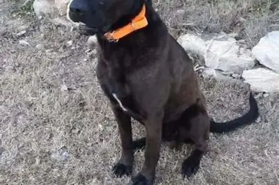 Labrador mâle perdu à Brignoles - photo