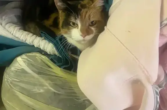 Animaux trouvés Bouzonville, photo: Chat trouvé en bon état à Bouzonville