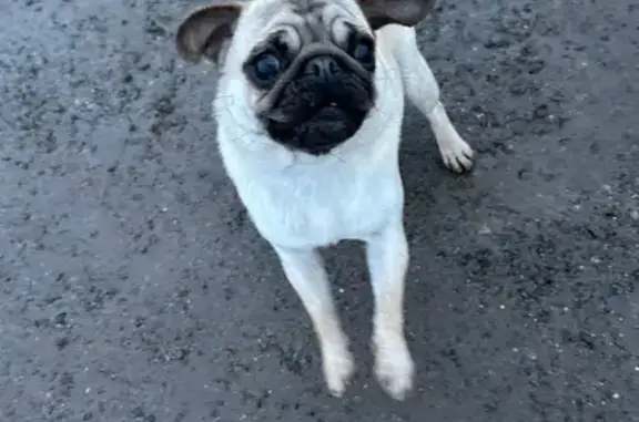 Chien trouvé , photo: Chienne crème trouvée au parc à Santes