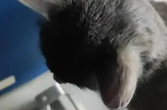 Chat trouvé sociable à Rennes, non identifié - photo