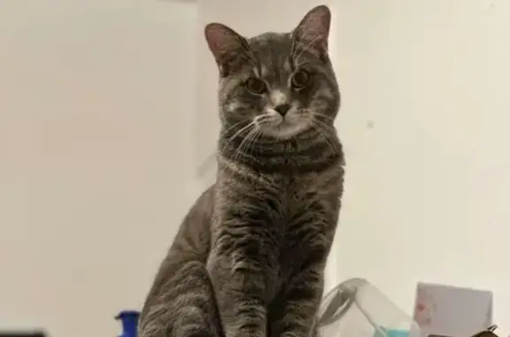 Elegant Gray Tabby Missing on Keele St