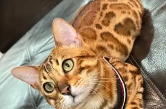 ¡Gato Bengalí Perdido en Trujillo! Recompensa