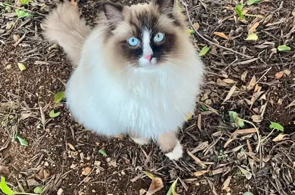 Animaux perdus Toulon, photo: Chat Ragdoll beige perdu à Toulon