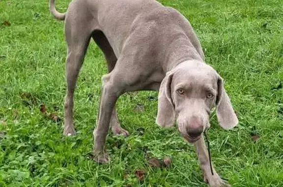 Chien perdu Amboise, photo : Chien perdu à Amboise, répond à Uzu