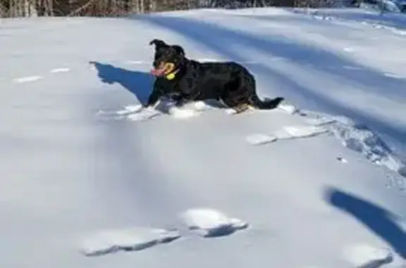 Animaux perdus , photo: Beauceron noir et feu perdu aux Orres