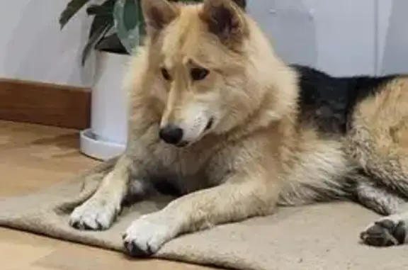 Animaux perdus , photo: Chienne louve 2 ans perdue, Les Orres