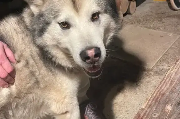 Husky trouvé Chemin de Recalaine, Montceau - photo