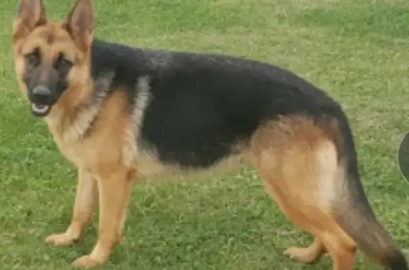 Help Find Tess: Lost German Shepherd