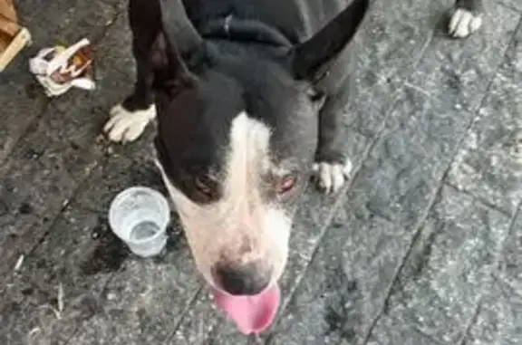 Procura-se: Pitbull macho perdido na Rua Teixeira