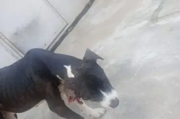 Cachorro Ferido Encontrado em Belford Roxo