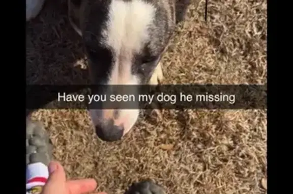 Lost Dog: Brown & White, Crosswell Rd