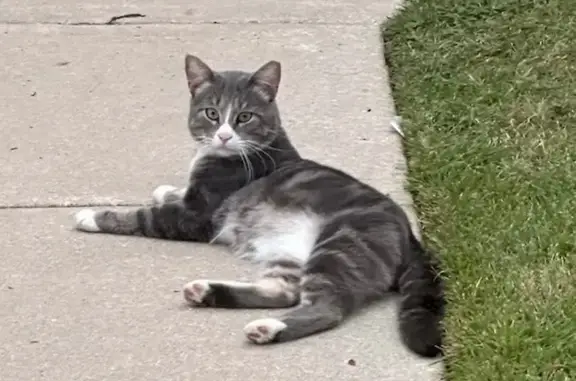 Missing Grey & White Tabby: Apollo