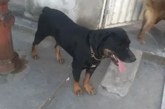 Cão Abandonado Precisa de Ajuda Urgente