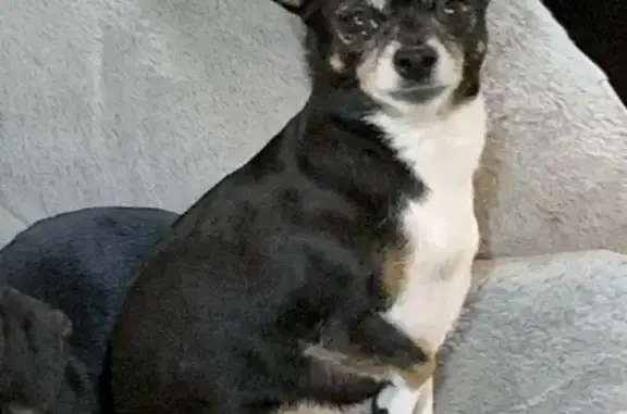 Lost: Black Chihuahua in Midwest City