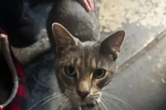 Sweet Grey Tabby Found Near Ta...