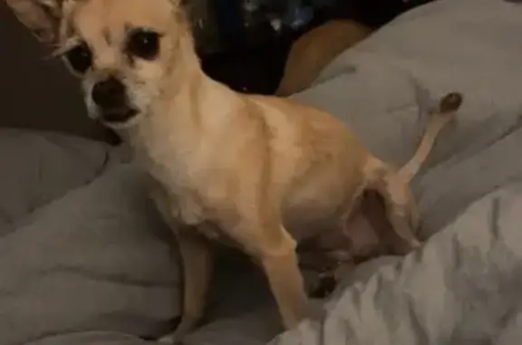 Missing dog , photo: Lost: 10-Year-Old Chorkie on Haynes Trace