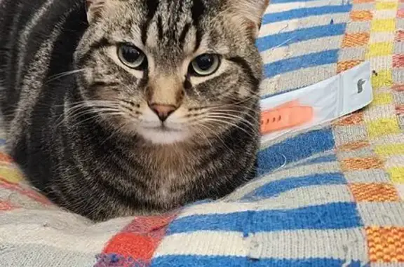 Missing Tabby: Shy & Microchipped