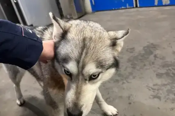 Husky trouvé sur chantier à Saint-Nazaire - photo