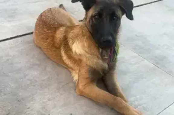 Chien perdu Perpignan, photo : Chien perdu: Gaïa, 7 mois, Perpignan