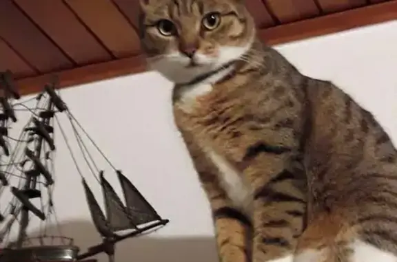Chatte tigrée perdue à Monswiller - photo