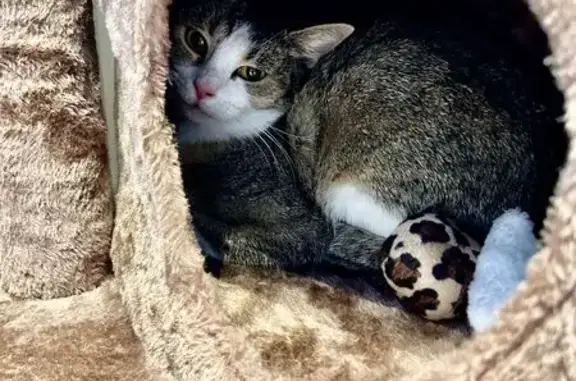 Chat perdu, Vichy, photo: Recherche chatte Zette, perdue à Vichy