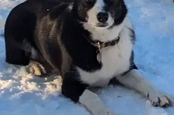 Chien perdu Saint-Jean-de-Sixt, photo : Border collie disparue à Saint-Jean-de-Sixt