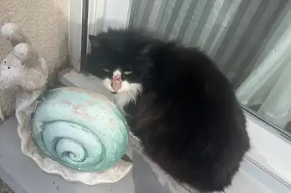 Chat trouvé à Mauriac depuis 2 mois - photo