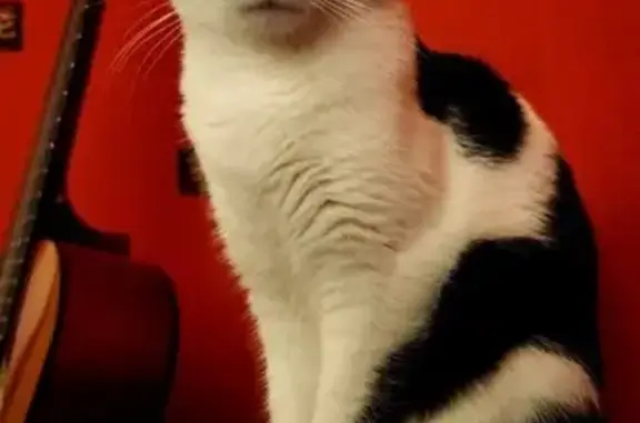 Animaux perdus , photo: Chatte noire et blanche perdue à Argis