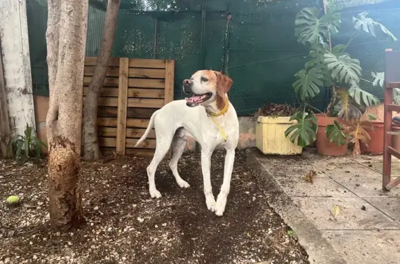 Jeune pointer anglais trouvé à Montpellier - photo