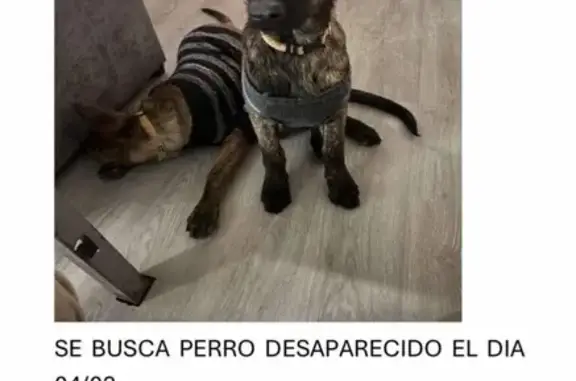 Perro Perdido: Pastor Holandés en Godelleta