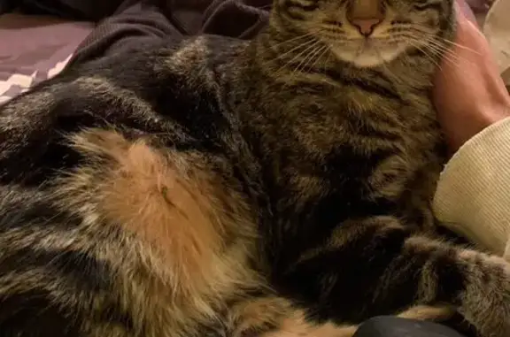 Animaux perdus Hérouville-Saint-Clair, photo: Chat tigré femelle perdue à Hérouville