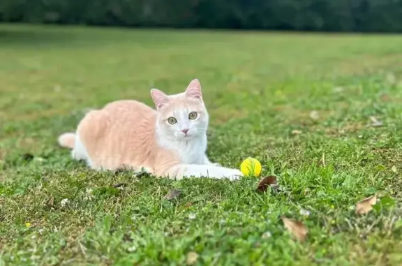 Chatte Kira perdue à Thonon-les-Bains - photo