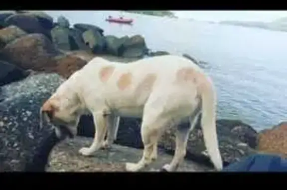 Cachorro Perdido: Branco/Caramelo em RP