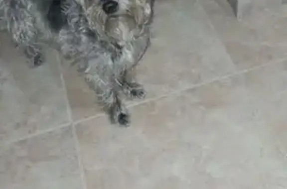 ¡Perro perdido! Cruce Yorkie visto en Rojales